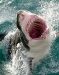 great-white-shark-1