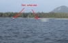 two_whales.jpg