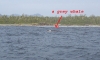 whale.jpg