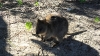 rottnest-island-k640-041