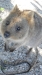 rottnest-island-k640-042